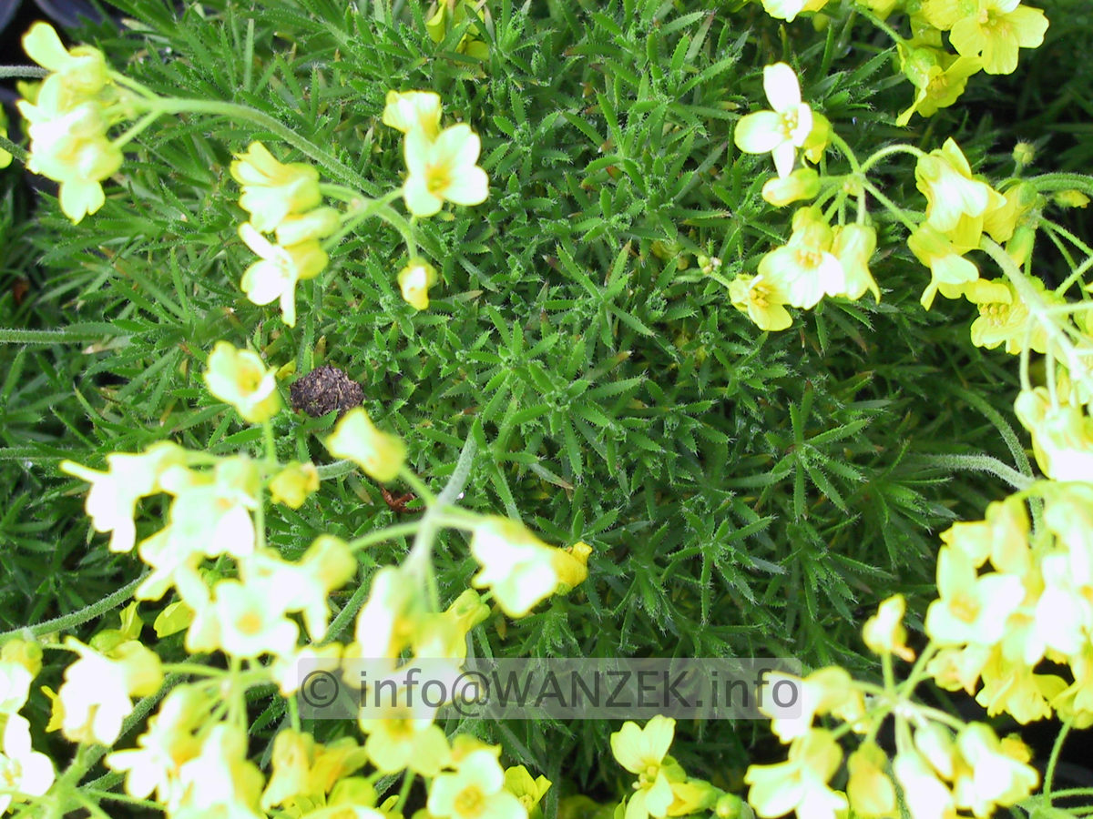 Draba bruniifolia 03.JPG